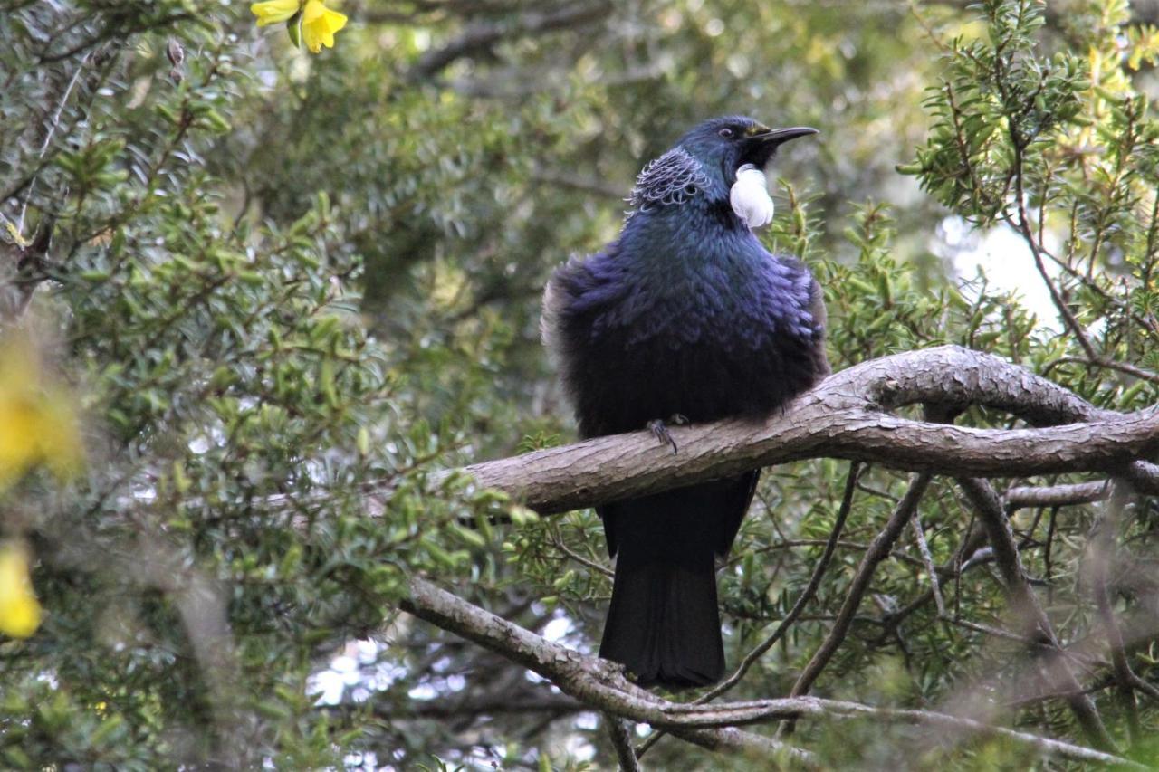 Kaka Retreat Motel, Stewart Island 하프문베이 외부 사진